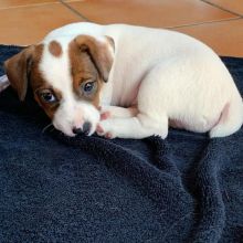 Registered Jack Russell Puppies 💕Delivery Available🌎