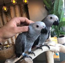 Top quality African Grey parrots