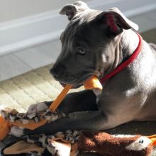 two adorable male and female pit bull puppies that need good homes.