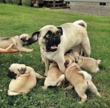 Young male and female pug puppies Available