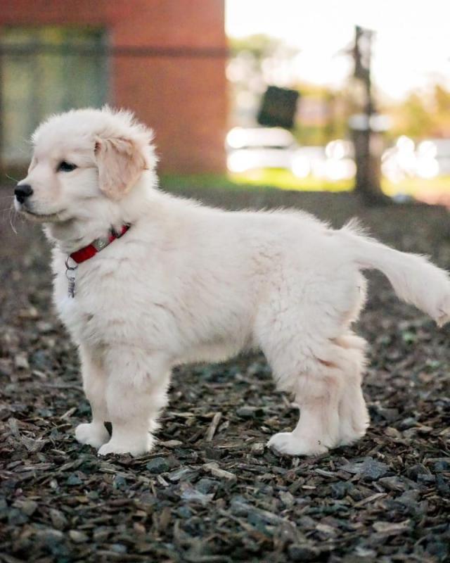 Attractive Golden Retriever Puppies Available Image eClassifieds4u