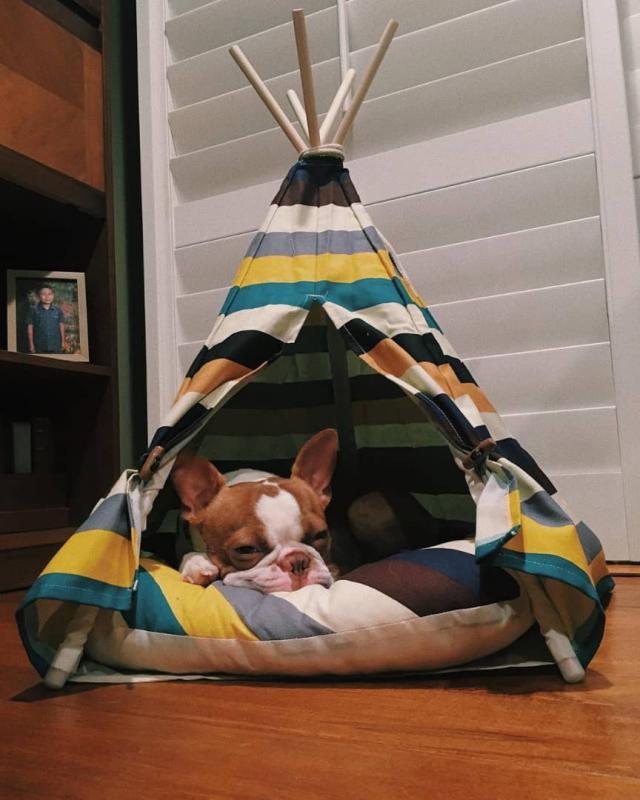 beautiful boston terrier puppies for free adoption Image eClassifieds4u