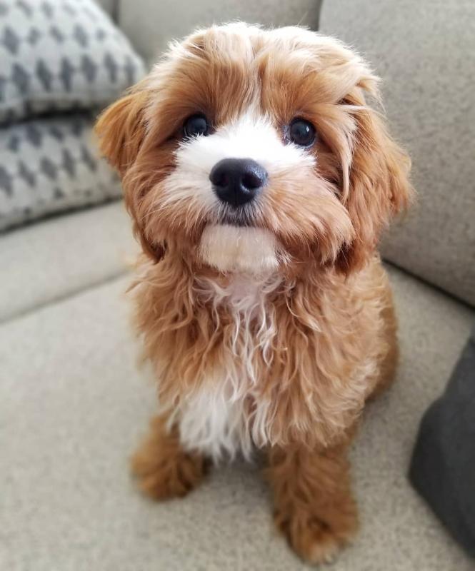 Beautiful Cavapoo Puppies! READY NOW! Image eClassifieds4u