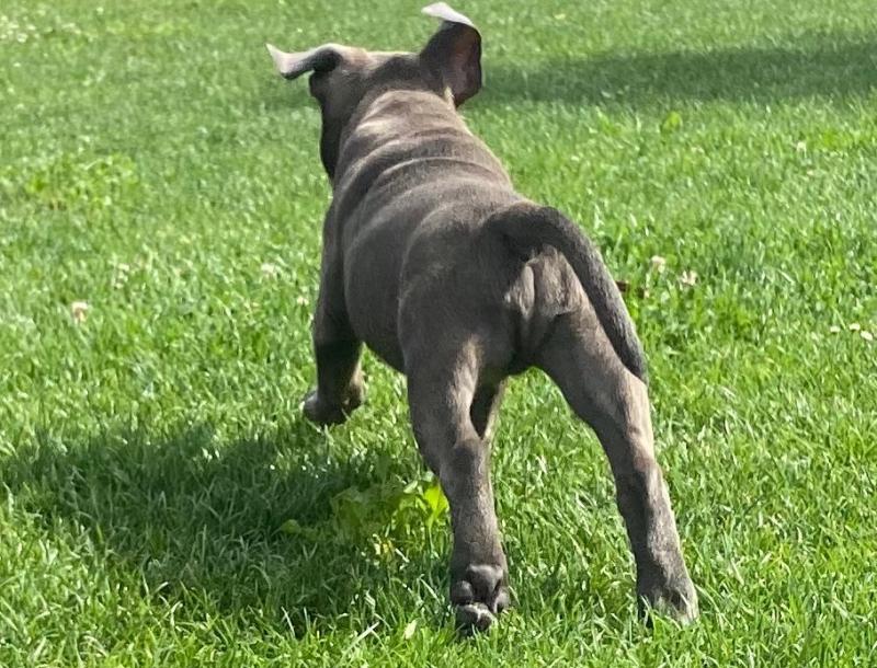 Beautiful males and female American Staffordshire Terrier puppies, Image eClassifieds4u