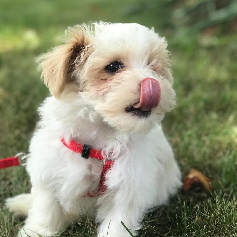 🟥🍁🟥CANADIAN HAVANESE PUPPIES 🐕🐕 AVAILABLE 🐶🐶 Text 🥰🍀 Image eClassifieds4u