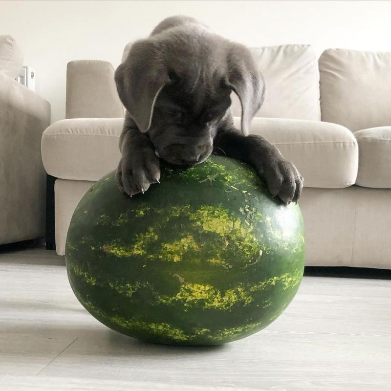 Cane Corso Pups for sale Image eClassifieds4u