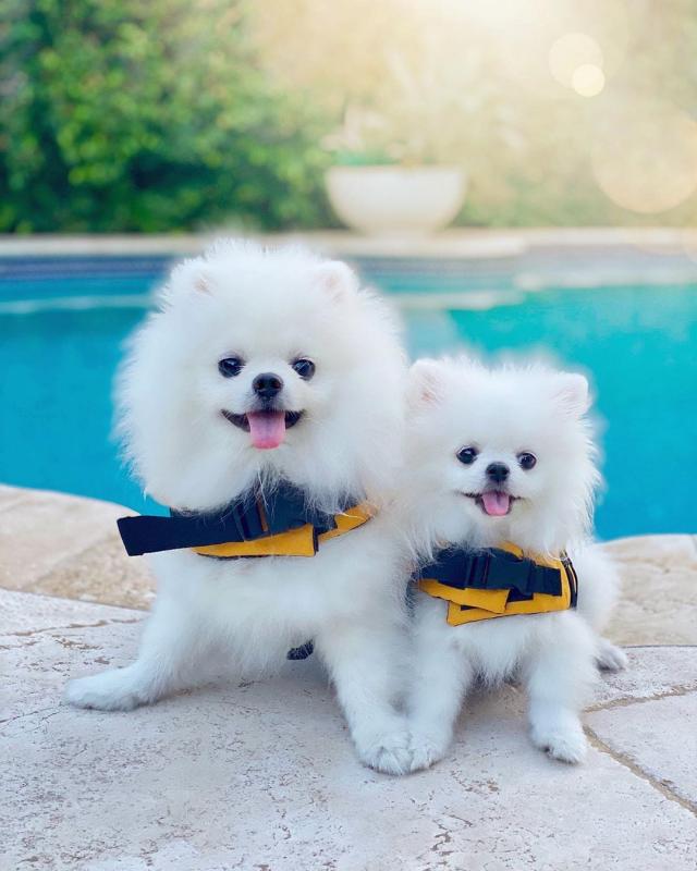 Charming Ckc Pomeranian Puppies For Adoption Image eClassifieds4u