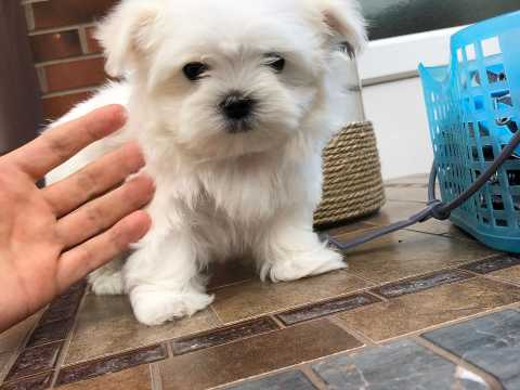 Charming White Maltese Puppies Available Image eClassifieds4u
