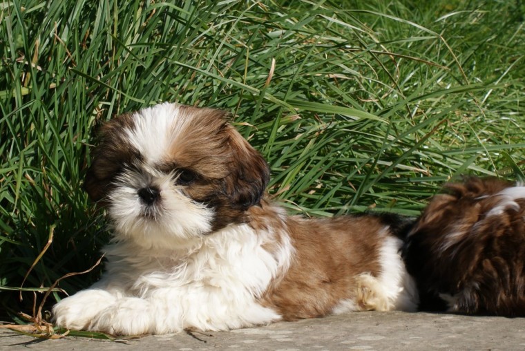 CKC PureBred Shih Tzu Puppies Ready For Good Homes Image eClassifieds4u