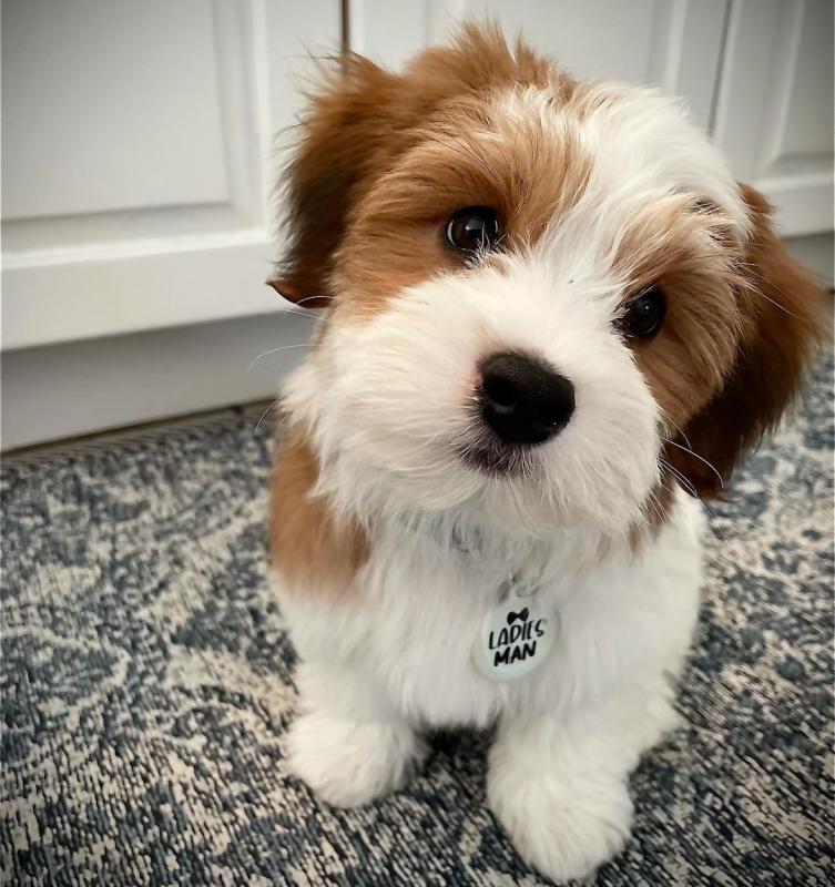 Excellence lovely Male and Female havanese Puppies for adoption Image eClassifieds4u