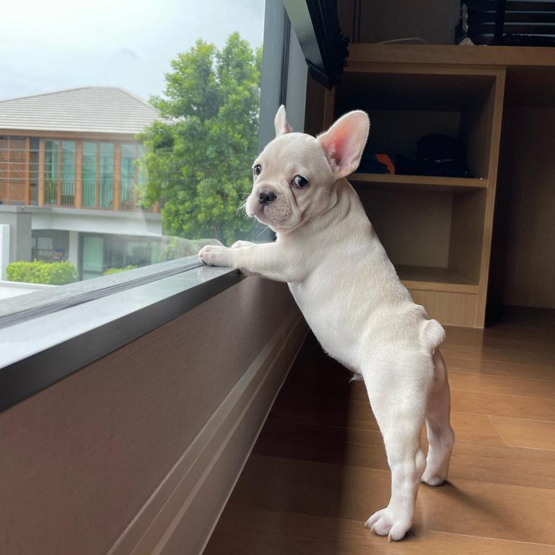French Bulldog Puppies for Adoption Image eClassifieds4u