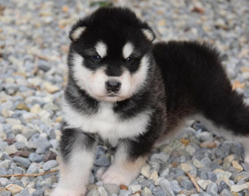 Gorgeous Alaskan Malamute Puppies For Adoption Image eClassifieds4u