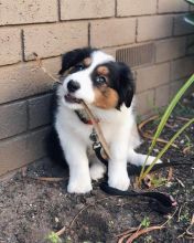 Adorable Border Collie pups Image eClassifieds4U