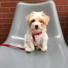 🟥🍁🟥 CANADIAN MALE AND FEMALE HAVANESE PUPPIES AVAILABLE Image eClassifieds4U