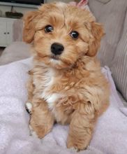 🟥🍁🟥 CANADIAN MALE AND FEMALE HAVANESE PUPPIES AVAILABLE Image eClassifieds4U