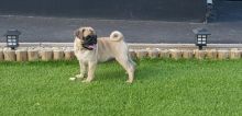 🟥🍁🟥 C.K.C PUG PUPPIES AVAILABLE 🟥🍁🟥 Image eClassifieds4U
