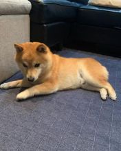 ?? Ckc Shiba Inu Puppies ?? ?? ?? Image eClassifieds4U