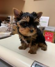 Amazing Teacup Yorkie Puppies For Adoption Image eClassifieds4U
