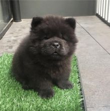 Beautiful Chow chow puppies 12 weeks old Image eClassifieds4U