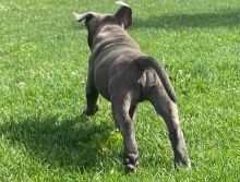 Beautiful males and female American Staffordshire Terrier puppies, Image eClassifieds4U