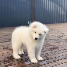 Beautiful Samoyed Puppies Image eClassifieds4U