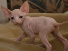 Beautiful Sphynx kittens Image eClassifieds4U