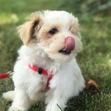 🟥🍁🟥CANADIAN HAVANESE PUPPIES 🐕🐕 AVAILABLE 🐶🐶 Text 🥰🍀 Image eClassifieds4U
