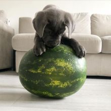 Cane Corso Pups for sale Image eClassifieds4U