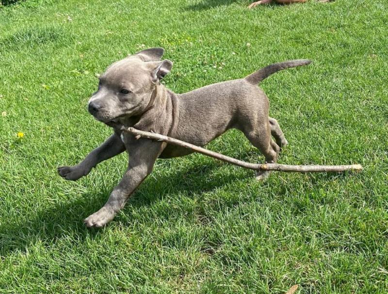 Magnificent American Staffordshire Terrier puppies Image eClassifieds4u