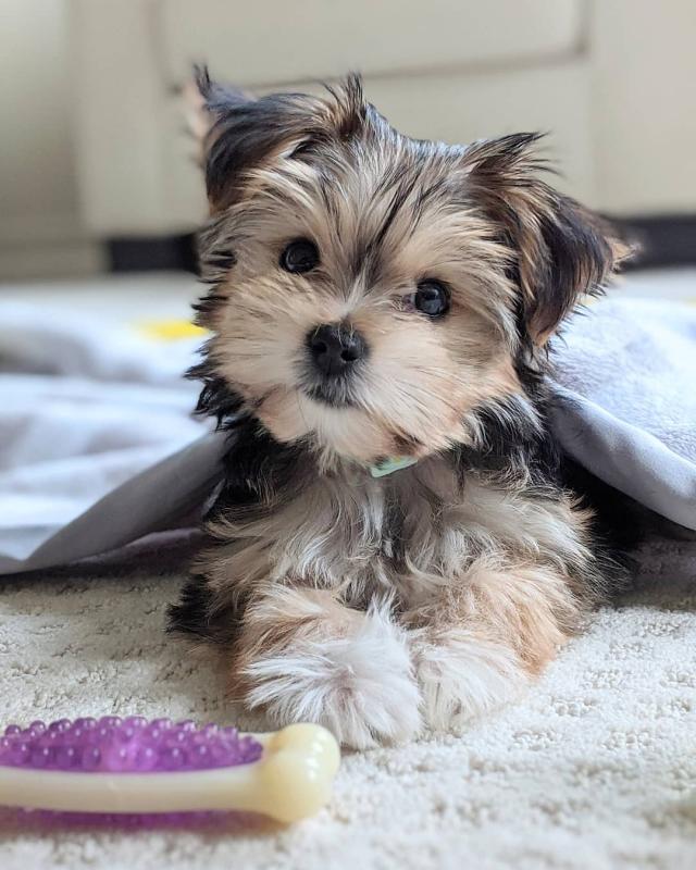 Morkie puppies available for real homes Image eClassifieds4u