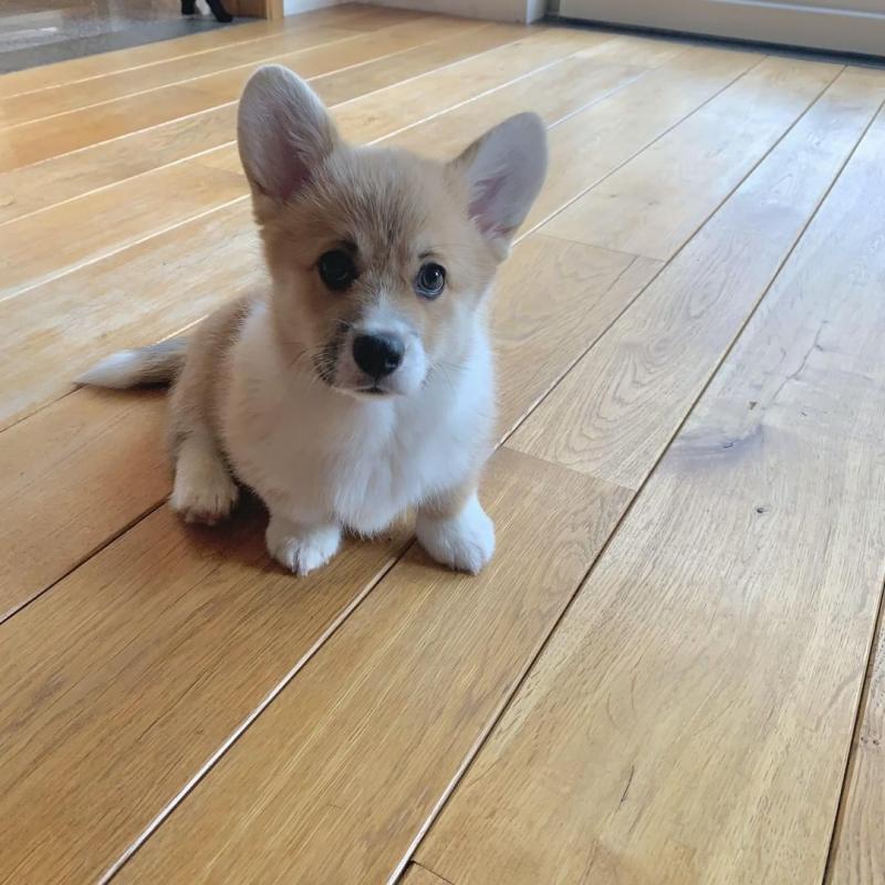 Pembroke Welsh Corgi puppies for Rehoming 💕Delivery Available🌎 Image eClassifieds4u