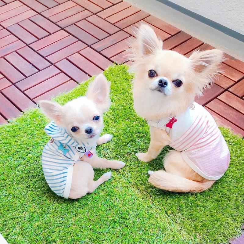 Precious Chihuahua puppies Image eClassifieds4u