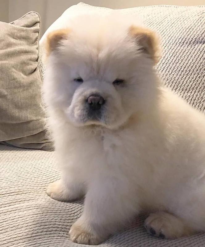 Well trained chow chow puppies for adoption Image eClassifieds4u