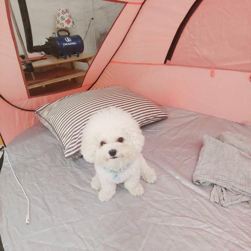 Affectionate Bichon Frise Puppies ready for Rehoming Image eClassifieds4u