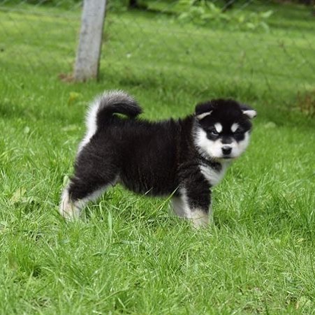 Gorgeous Alaskan Malamute Puppies For Adoption Image eClassifieds4u