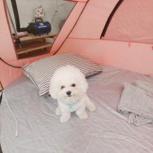 Affectionate Bichon Frise Puppies ready for Rehoming