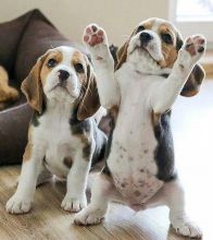 Cute Tri Coloured Beagle Puppies Available
