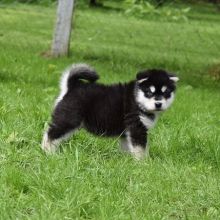 Gorgeous Alaskan Malamute Puppies For Adoption