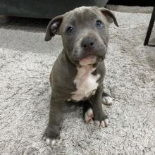 Beautiful males and female American Staffordshire Terrier puppies,
