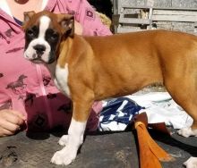 Excellence lovely Male and Female boxer Puppies for adoption