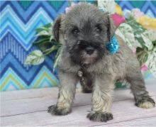 schnauzer Puppies Male and Female For Adoption