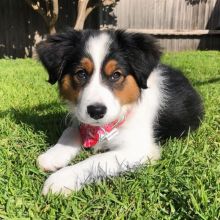 Sweet Male and Female Border Collie puppies for adoption.