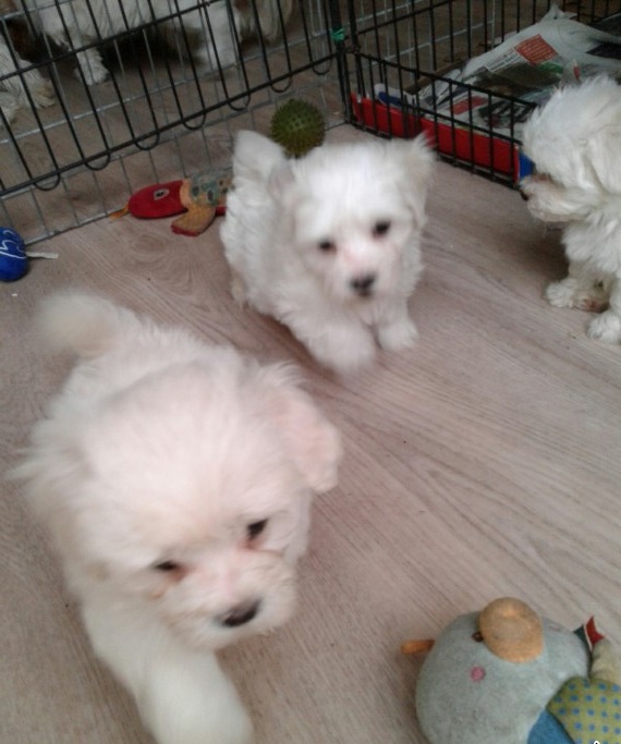 Excellence lovely Male and Female maltese Puppies for adoption Image eClassifieds4u