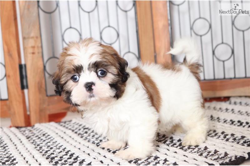 shih tzu Puppies Male and Female For Adoption Image eClassifieds4u