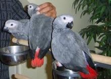 3 months old African Grey Parrots