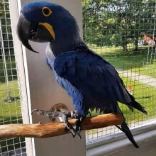 Beautiful and talking Hyacinth Macaw parrots