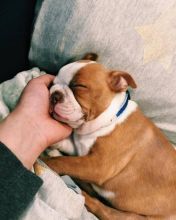 Lovely English bulldog puppies