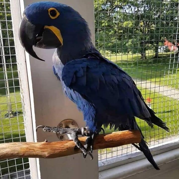 Beautiful and talking Hyacinth Macaw parrots Image eClassifieds4u
