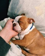 Lovely English bulldog puppies Image eClassifieds4u