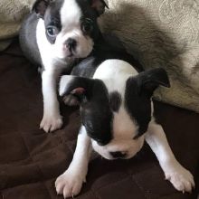 Excellence lovely Male and Female boston Puppies for adoption